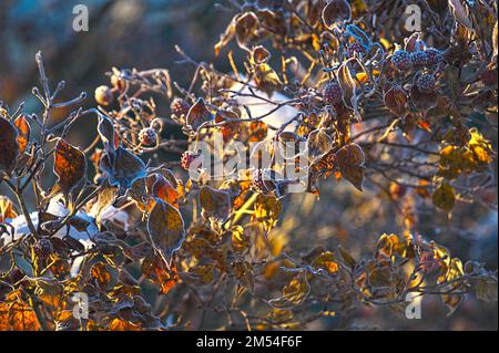 Kousa Dogwood (Cornus kousa) - 'China Girl' japanischer oder koreanischer Hundeholzbaum im Winter mit Frost auf den Blättern und Früchten. Stockfoto