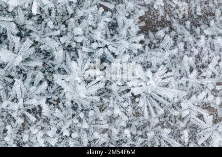 Auf dem Boden gebildete Heufrostkristalle - Makro. B.C., Kanada. Stockfoto