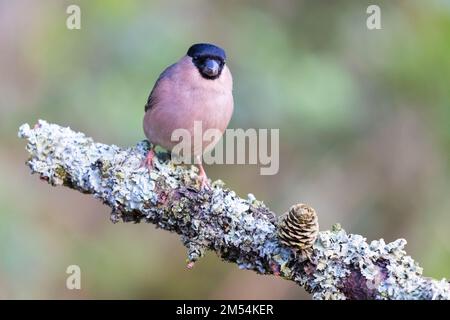 Weiblicher Eurasian Bullfinch (Pyrrhula pyrrhula) auf Lichen-gedeckter Zweigstelle Stockfoto