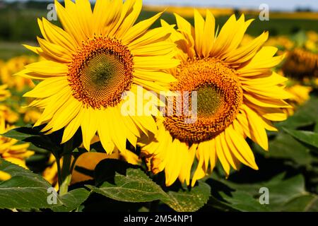 Zwei große Sonnenblumen auf einem Feld, Nahaufnahme an einem sonnigen Sommertag. Stockfoto