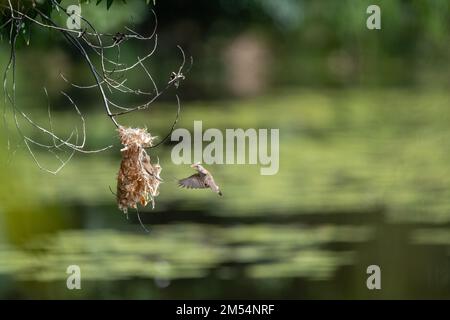 Ein Honeyeater mit Braunrücken befindet sich mitten im Flug zu seinem Nest mit Nistmaterial im Cattana Wetlands in Cairns, Queensland, Australien. Stockfoto