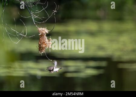 Ein Honeyeater mit Braunrücken befindet sich mitten im Flug zu seinem Nest mit Nistmaterial im Cattana Wetlands in Cairns, Queensland, Australien. Stockfoto