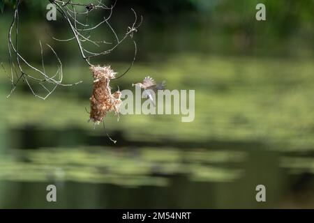 Ein Honeyeater mit Braunrücken befindet sich mitten im Flug zu seinem Nest mit Nistmaterial im Cattana Wetlands in Cairns, Queensland, Australien. Stockfoto