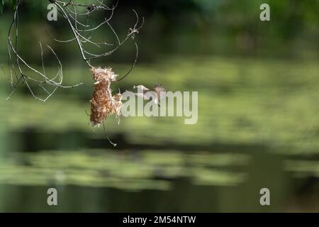 Ein Honeyeater mit Braunrücken befindet sich mitten im Flug zu seinem Nest mit Nistmaterial im Cattana Wetlands in Cairns, Queensland, Australien. Stockfoto