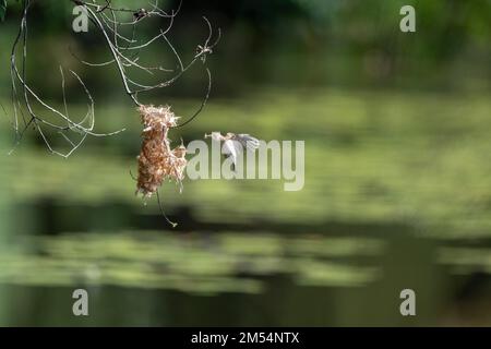 Ein Honeyeater mit Braunrücken befindet sich mitten im Flug zu seinem Nest mit Nistmaterial im Cattana Wetlands in Cairns, Queensland, Australien. Stockfoto
