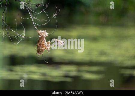 Ein Honeyeater mit Braunrücken befindet sich mitten im Flug zu seinem Nest mit Nistmaterial im Cattana Wetlands in Cairns, Queensland, Australien. Stockfoto