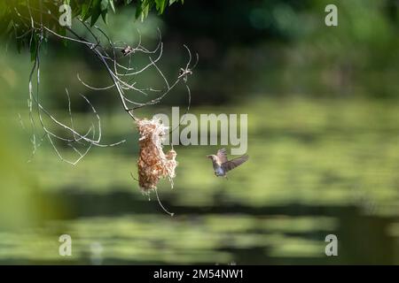 Ein Honeyeater mit Braunrücken befindet sich mitten im Flug zu seinem Nest mit Nistmaterial im Cattana Wetlands in Cairns, Queensland, Australien. Stockfoto