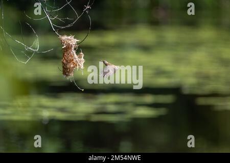 Ein Honeyeater mit Braunrücken befindet sich mitten im Flug zu seinem Nest mit Nistmaterial im Cattana Wetlands in Cairns, Queensland, Australien. Stockfoto