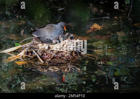 Ein erwachsener Dusky Moorhen, der drei Küken in einem Nest im Natur- und Vogelschutzgebiet von Macintosh Park in Surfers Paradise, Queensland, Australien, pflegt. Stockfoto