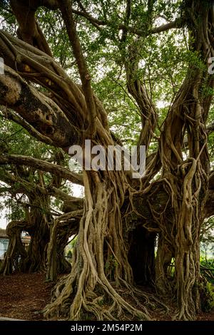 Das Tree House, ein altes banyan, das ein jetzt zerstörtes Gebäude in kam Tin, New Territories, Hongkong überwuchert hat Stockfoto