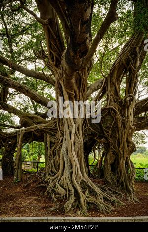 Das Tree House, ein altes banyan, das ein jetzt zerstörtes Gebäude in kam Tin, New Territories, Hongkong überwuchert hat Stockfoto