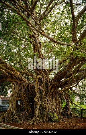 Das Tree House, ein altes banyan, das ein jetzt zerstörtes Gebäude in kam Tin, New Territories, Hongkong überwuchert hat Stockfoto