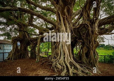 Das Tree House, ein altes banyan, das ein jetzt zerstörtes Gebäude in kam Tin, New Territories, Hongkong überwuchert hat Stockfoto