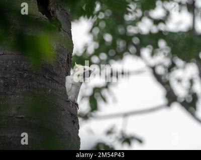 Gelbkakadu, Cacatua Sulphurea, ein gefährdeter Vogel im Komodo-Nationalpark, Indonesien Stockfoto