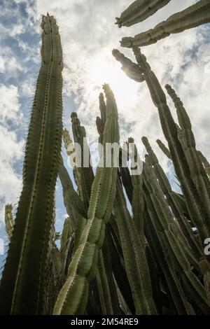 Ein vertikaler Niederwinkelschuss von Mandacaru cactus (Cereus jamacaru) mit blauem Himmel im Hintergrund Stockfoto