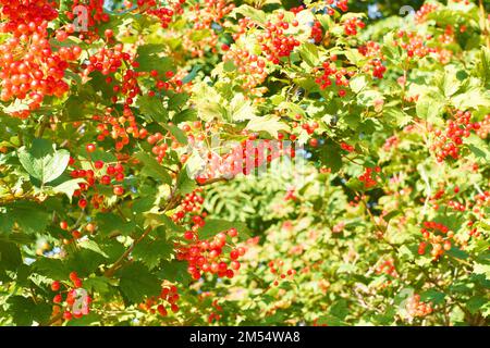 Rote Viburnum-Beeren und Blätter an einem sonnigen Tag. Dremak. Kalenina. Viburnum opulus Stockfoto