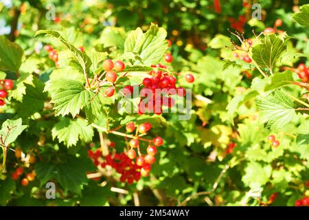 Rote Viburnum-Beeren und Blätter an einem sonnigen Tag. Dremak. Kalenina. Viburnum opulus Stockfoto