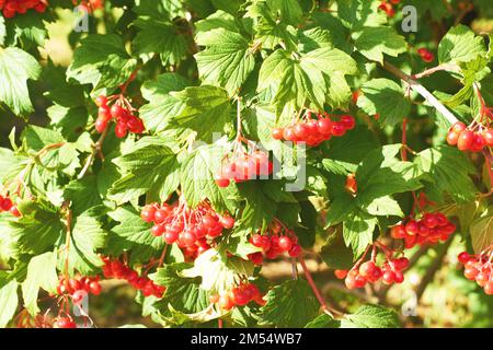 Rote Viburnum-Beeren und Blätter an einem sonnigen Tag. Dremak. Kalenina. Viburnum opulus Stockfoto