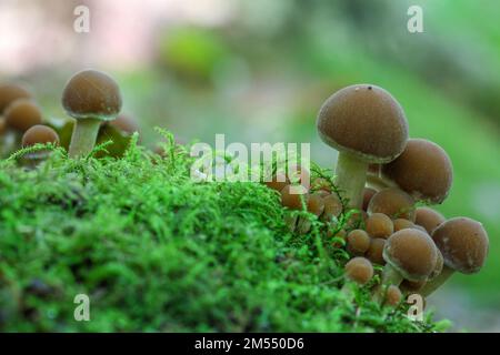 Eine Naht von Stumpf-Brittlestem-Pilzen (Psathyrella piluliformis), die unter Sonnenlicht wachsen Stockfoto