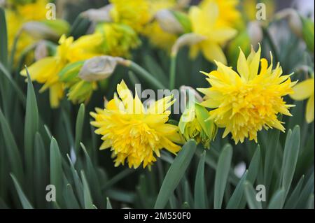 Gelbe Doppelnarzissen (Narzissen) Rip Van Winkle blühen im April in einem Garten Stockfoto