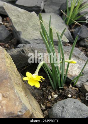 Im März blühen in einem Garten gelbe Arten von Narcissus rupicola Stockfoto