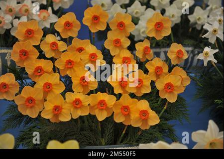 Gelb-orange Narzissen (Narzissen) Sabine Hay auf einer Ausstellung im Mai Stockfoto