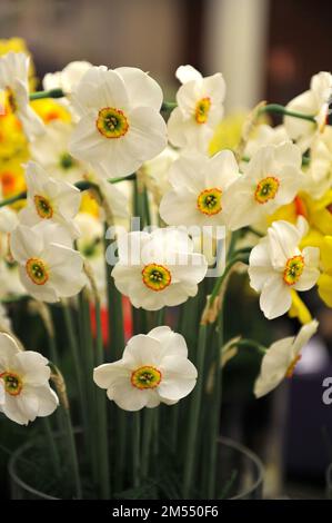 Ein Bouquet aus weißen, grünen und orangen Poeticus Narzissen (Narcissus) Sea Green auf einer Ausstellung im April Stockfoto