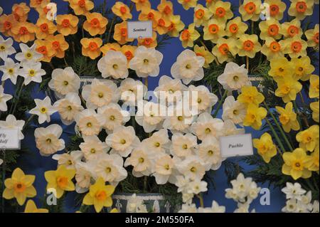 Ein Blumenstrauß aus weißen und rosafarbenen Narzissen (Narcissus) Wächter auf einer Ausstellung im Mai Stockfoto