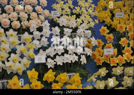 Ein Strauß weißer Narzissen (Narcissus) Silver Princess auf einer Ausstellung im Mai Stockfoto
