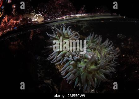 Nahaufnahmen von Anthopleura xanthogrammica, der riesigen grünen Anemone in einem Gezeitenbecken in Pillar Point, Kalifornien, in der San Francisco Bay Area. Stockfoto