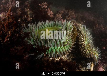 Nahaufnahmen von Anthopleura xanthogrammica, der riesigen grünen Anemone in einem Gezeitenbecken in Pillar Point, Kalifornien, in der San Francisco Bay Area. Stockfoto