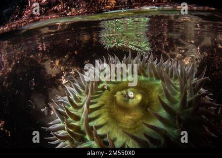 Nahaufnahmen von Anthopleura xanthogrammica, der riesigen grünen Anemone in einem Gezeitenbecken in Pillar Point, Kalifornien, in der San Francisco Bay Area. Stockfoto