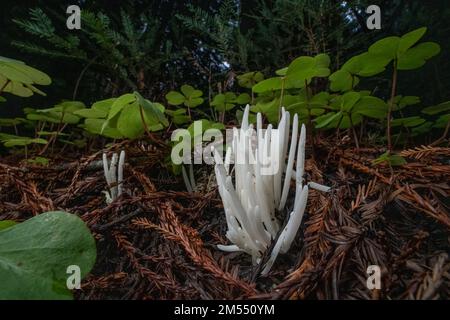 Feenfinger oder weiße Wurmkorallen (Clavaria fragilis) wachsen auf dem Waldboden im Purisima Mammutwald Preserve in Kalifornien, USA. Stockfoto