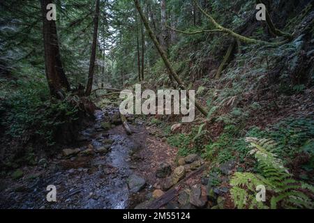 Ein Bach im Purisima Creek Redwoods Preserve im San Mateo County, Kalifornien, USA. Stockfoto