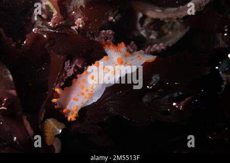 Ein Clown Dorid oder Sea Clown Nudibranch (Triopha catalinae) fand Flut im Pazifischen Ozean am Pillar Point an der kalifornischen Küste. Stockfoto