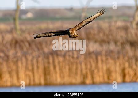 Bussard im Flug über Titchwell Marsh Stockfoto