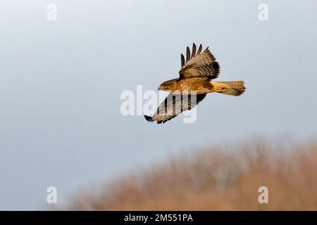 Gemeiner Bussard im Flug über Titchwell Marsh Stockfoto