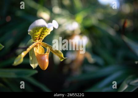 Weiße und gelbe Blüten der prächtigen Paphiopedilum- oder Slipper-Orchidee Stockfoto