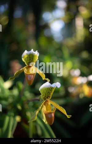 Weiße und gelbe Blüten der prächtigen Paphiopedilum- oder Slipper-Orchidee Stockfoto