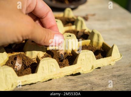 Die Zapfsamen Pflanzen, Baumarten im Garten anbauen. Vermehrung in der Forstwirtschaft. Forstwirtschaft. Waldzucht und Waldplanti Stockfoto