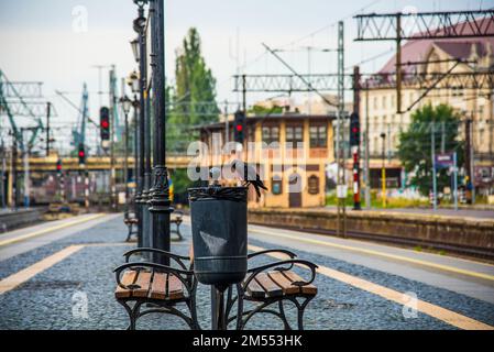 Eine Drecksau sitzt am Rand eines Mülleimers. Bahnhof und Eisenbahnen in Gdynia, Polen Stockfoto