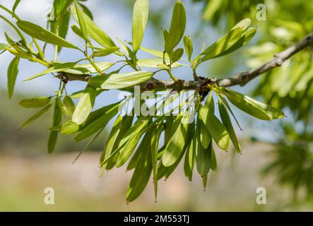 Früchte der Enghblättrigen Esche, Fraxinus angustifolia. Foto im Guadarrama Mountains-Nationalpark, Madrid, Spanien Stockfoto