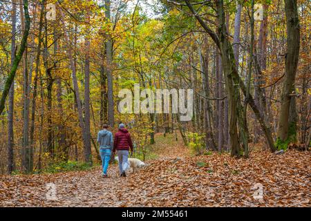 Touristen, die im Herbst alleine auf einem Waldweg mit heruntergefallenen Blättern spazieren - Naturschutzgebiet Monticolo - Appiano, Provinz Bozen, Italien. Stockfoto