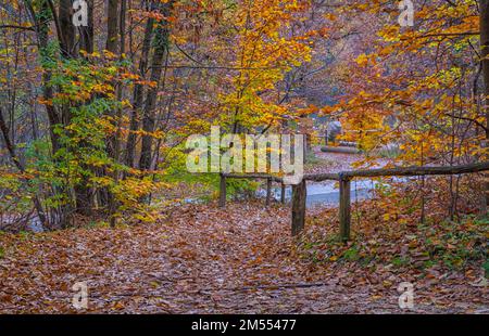 Monticolo-Wald-Naturschutzgebiet im Herbst - Monticolo-See - Appiano, Provinz Bozen, Südtirol, Trentino Südtirol, Italien, Europa. Stockfoto