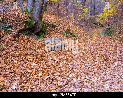 Monticolo-Wald-Naturschutzgebiet im Herbst - Monticolo-See - Appiano, Bozen, Trentino-Südtirol, Norditalien, Europa. Stockfoto