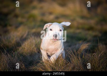 Weiß/braunes Hündchen läuft Stockfoto