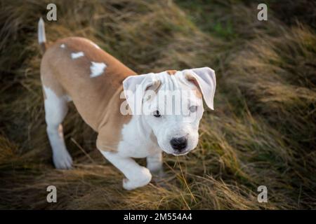 Weiß/braunes Hündchen, das nach oben schaut Stockfoto