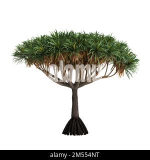 3D Darstellung des Dracaena-draco-Baumes isoliert auf weißem Hintergrund Stockfoto