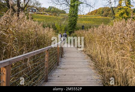 Monticolo-Wald-Naturschutzgebiet im Herbst - Monticolo-See - Appiano in Südtirol, Provinz Bozen, Trentino Südtirol, Italien, Europa - Stockfoto