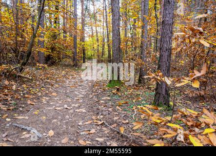 Monticolo-Wald-Naturschutzgebiet im Herbst - Monticolo-See - Appiano in Südtirol, Provinz Bozen, Trentino Südtirol, Italien, Europa - Stockfoto